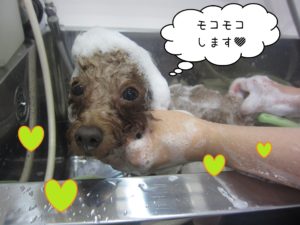 TPのホヌちゃんシャンプー中