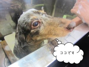 シャンプーダックス