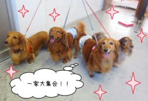 仕上がりダックス