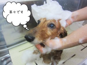 シャンプーダックス