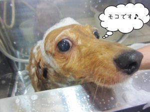 シャンプーダックス