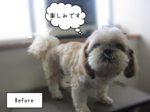 SZのケンタちゃんカット前