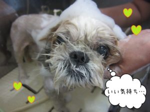 SZのケンタちゃんシャンプー中