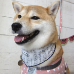 小晴ちゃんアイキャッチ