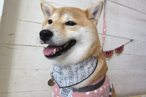 小晴ちゃんアイキャッチ