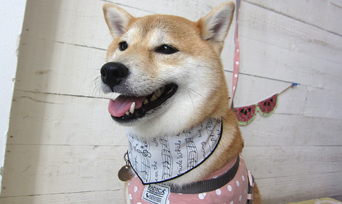 小晴ちゃんアイキャッチ