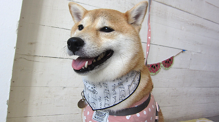 小晴ちゃんアイキャッチ