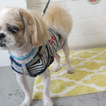 ケンタちゃんアイキャッチ