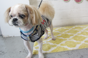 ケンタちゃんアイキャッチ