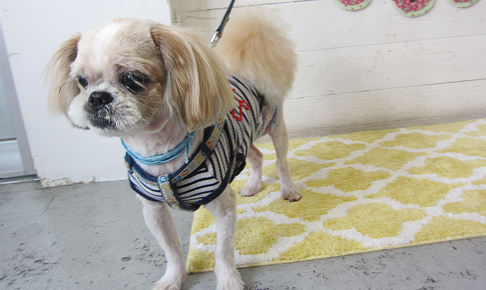 ケンタちゃんアイキャッチ