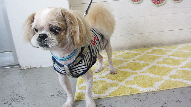 ケンタちゃんアイキャッチ