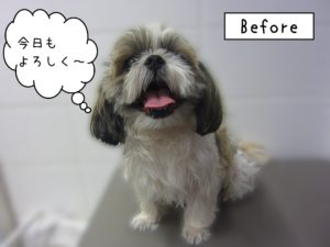 よろしくシーズー