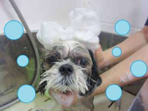 シャンプーシーズー