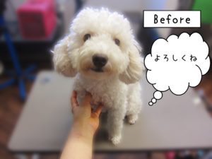 よろしくトイプー