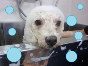 シャンプートイプー