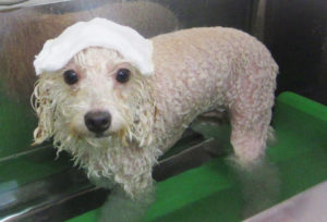 お風呂トイプー