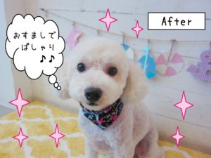 仕上がりトイプー