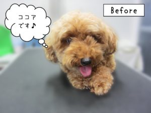 よろしくトイプー