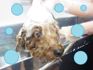 シャンプートイプー