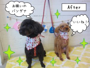 仕上がりトイプー