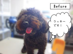 よろしくトイプー