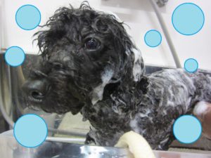 シャンプートイプー