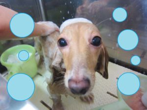 シャンプーダックス