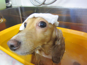 お風呂ダックス