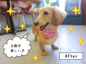 仕上がりダックス