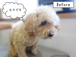 よろしくトイプー