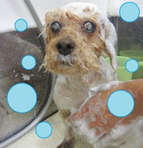 シャンプートイプー