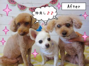 仕上がりトイプー