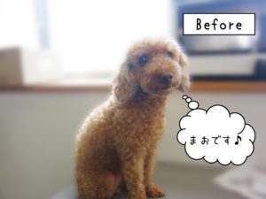 よろしくトイプー