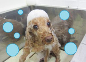 シャンプートイプー