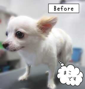 よろしくチワワ