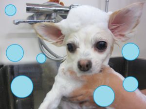 シャンプーチワワ