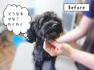 よろしくトイプー