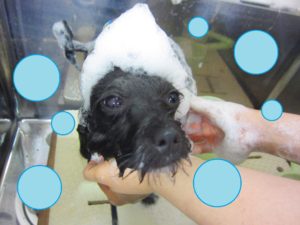 シャンプートイプー