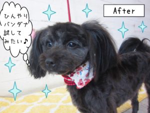 仕上がりトイプー