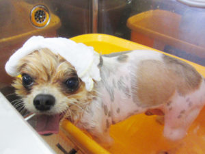 お風呂ミックス