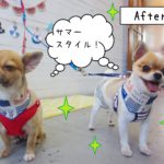 仕上がりミックス&チワワ