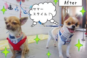 仕上がりミックス&チワワ