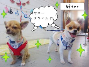 仕上がりミックス&チワワ