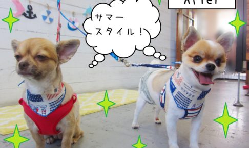 仕上がりミックス&チワワ