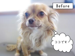 よろしくチワワ