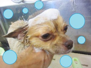 シャンプーチワワ