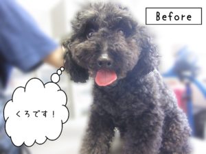 よろしくトイプー