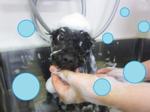 シャンプートイプー