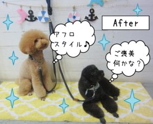 仕上がりトイプー