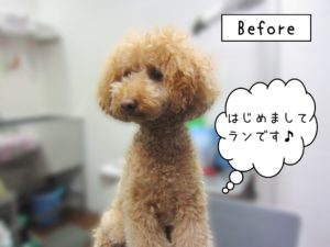 よろしくトイプー